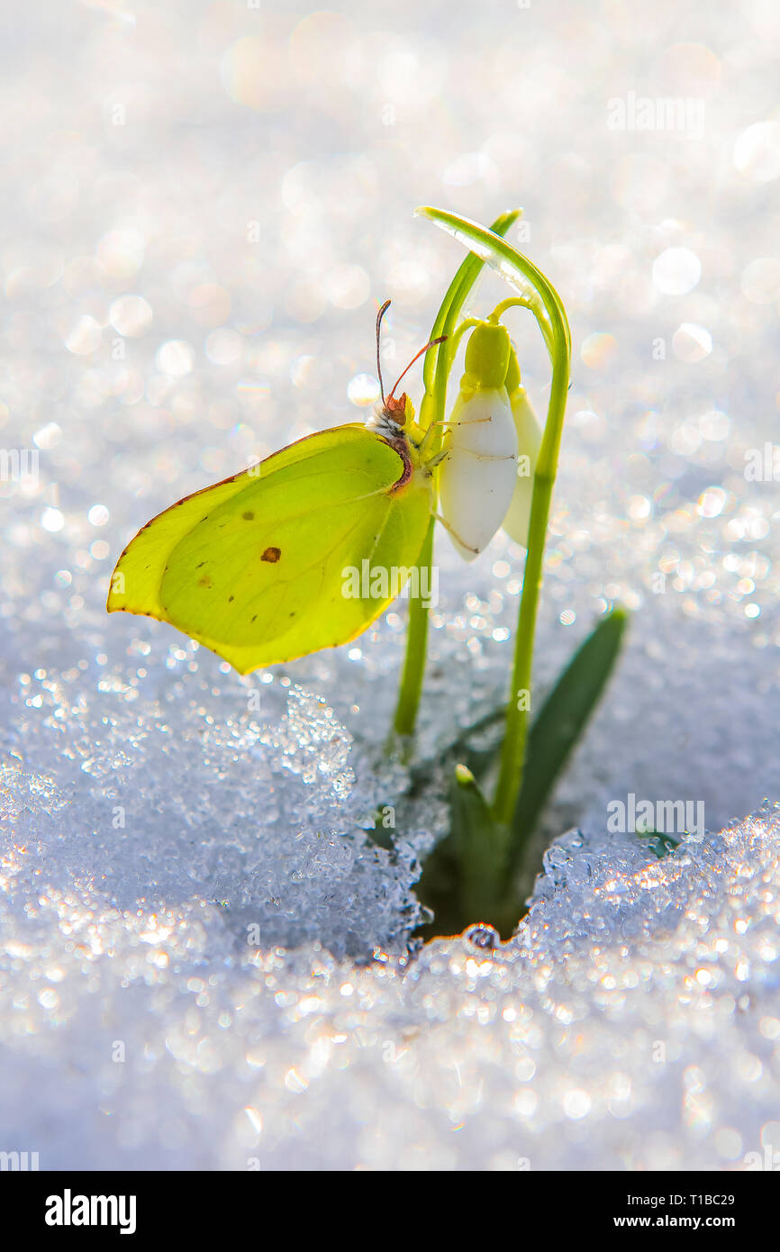 Perce-neige dans la neige, printemps fleur blanche sur fond flou. Papillon jaune citron délicat Banque D'Images