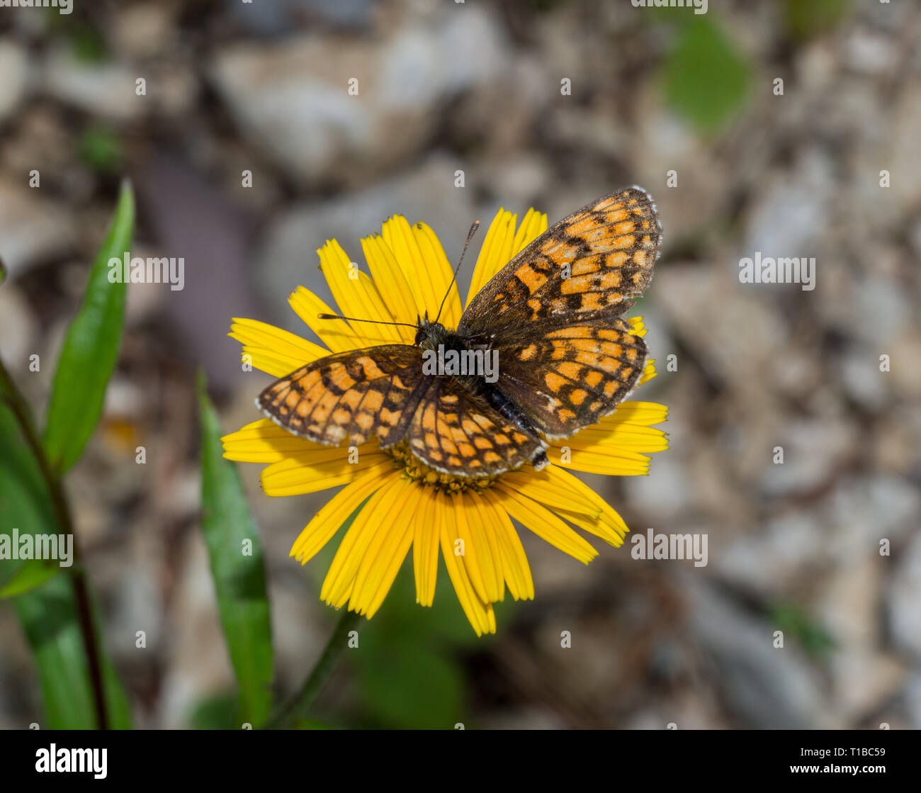 Papillon sur fleur jaune Banque D'Images