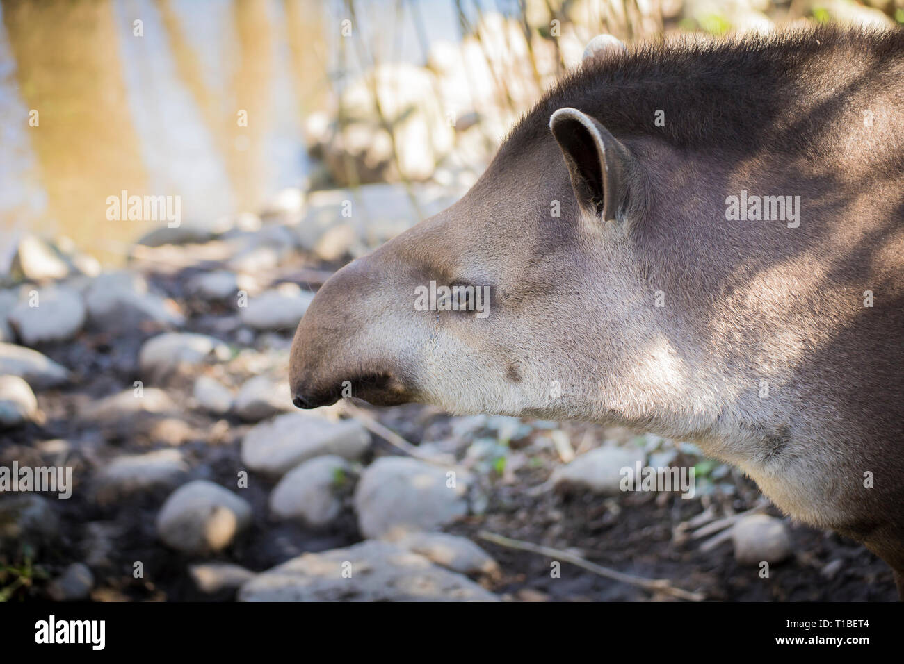 Portrait de profil d'un adulte Baird tapir (tapirus bairdii) Banque D'Images