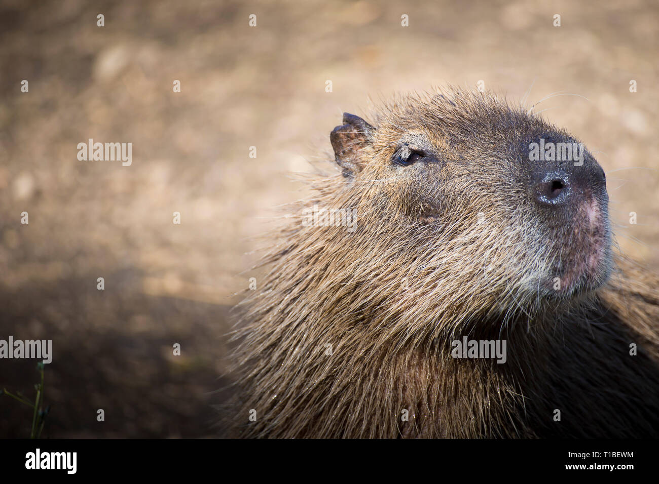 Portrait d'un adulte capybara (Hydrochoerus hydrochaeris) Banque D'Images