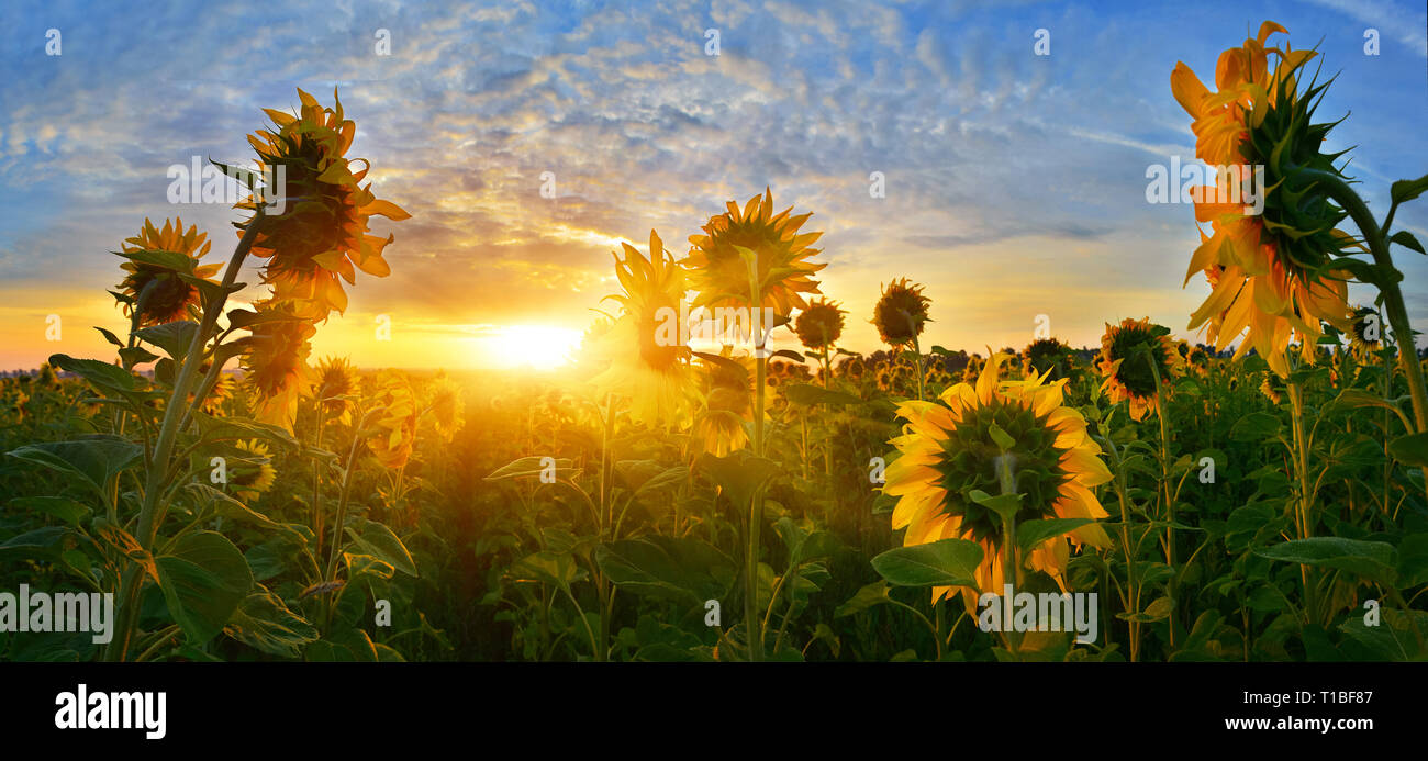 Tôt le matin, champ de tournesols sous soleil levant Banque D'Images