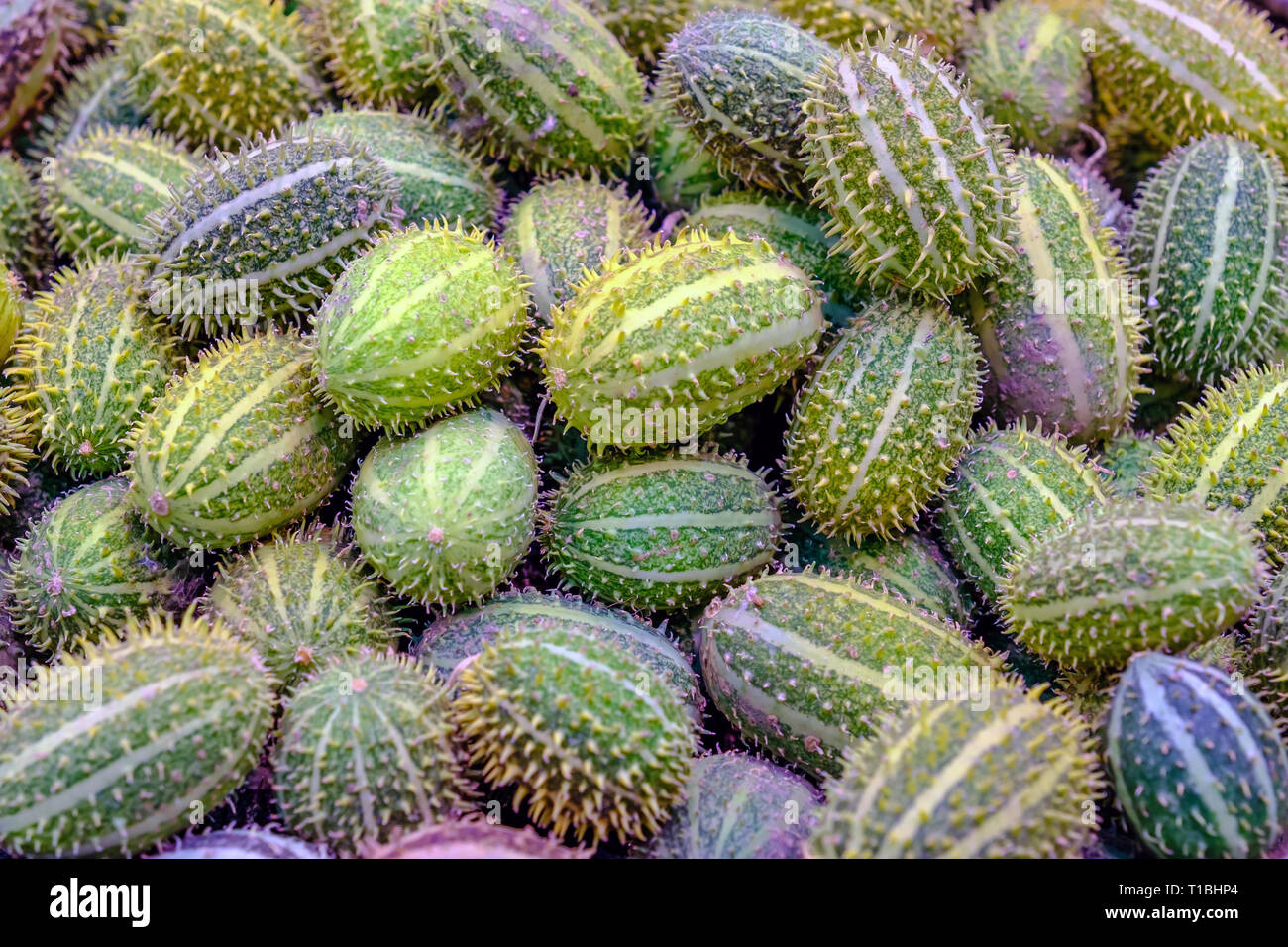 Les légumes exotiques anguria. Banque D'Images