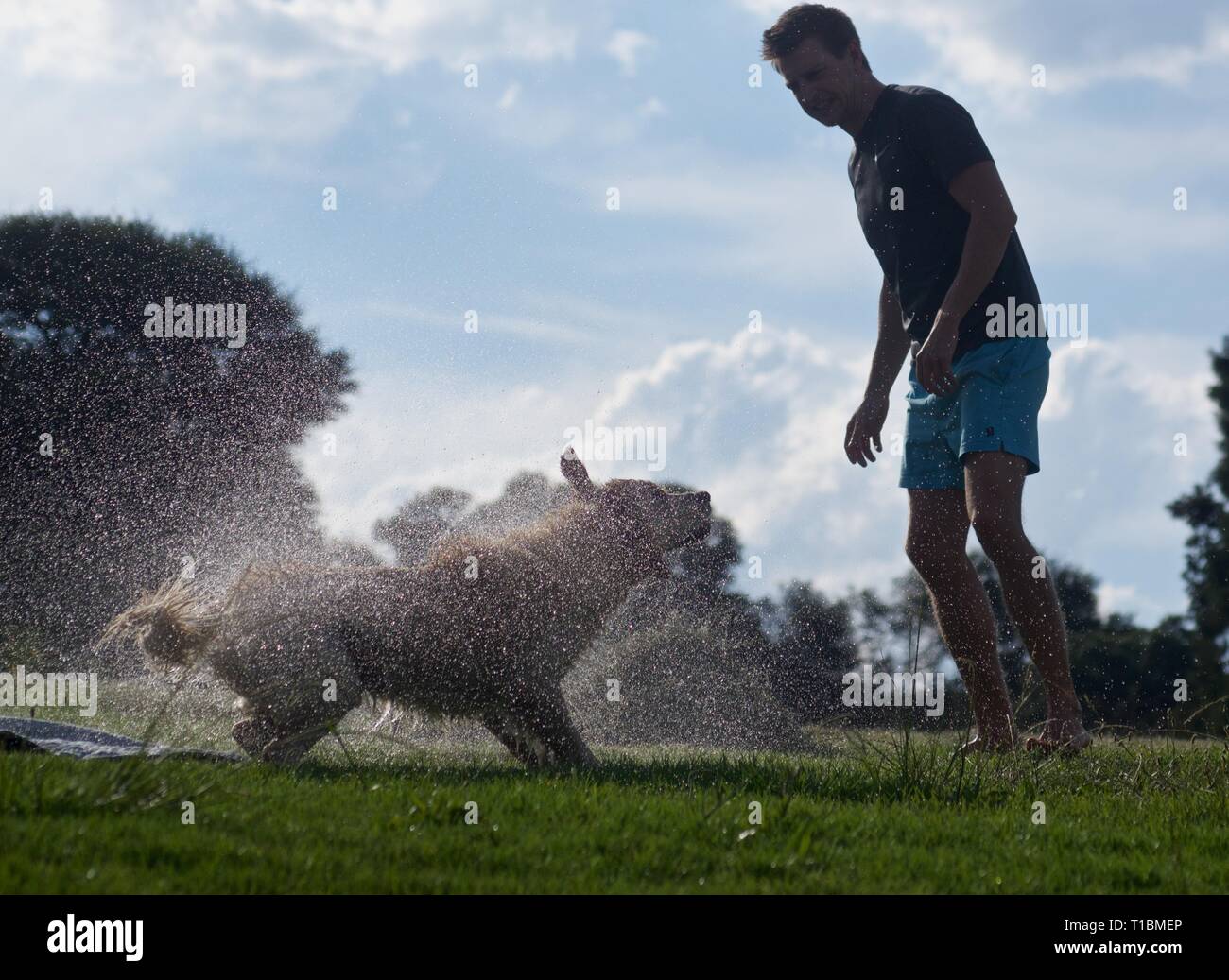 Chien mouillé secouer l'eau dans un parc Banque D'Images