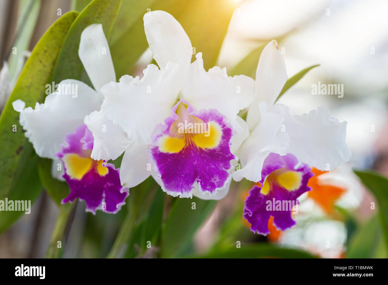 Orchidée fleur dans le jardin d'orchidées à l'hiver ou le printemps de l'agriculture et de beauté concept design. Orchidée Cattleya. Banque D'Images