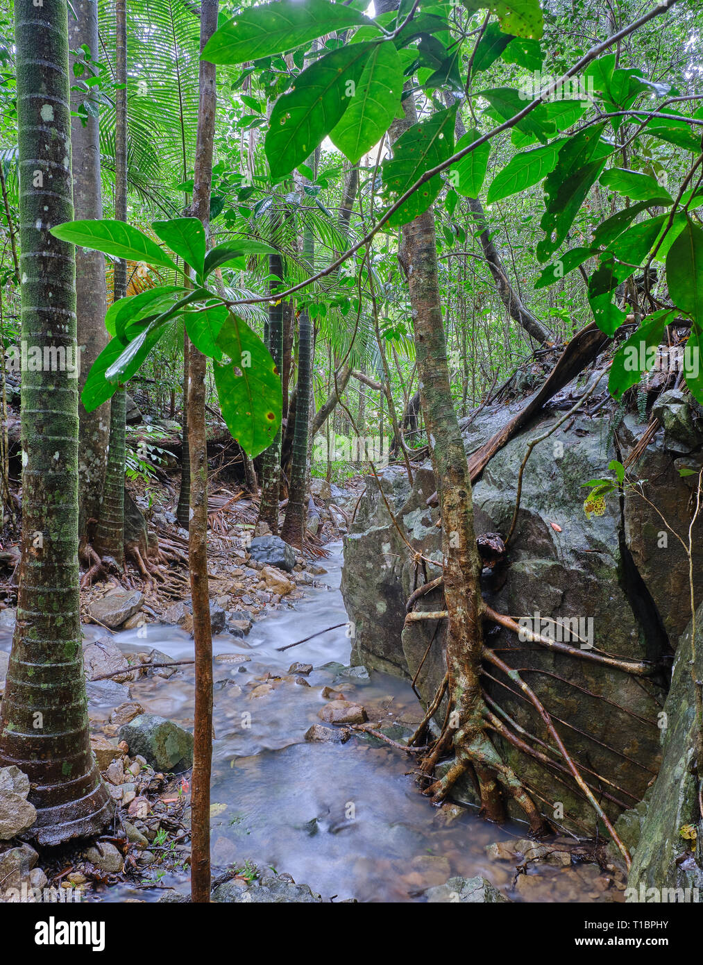 Tree hugging rock, Little Crystal Creek, Paluma Range National Park, Queensland, Australie Banque D'Images