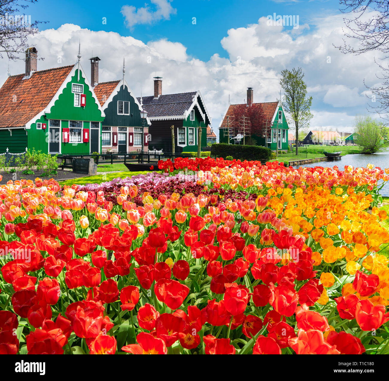 Zaanse Schans Banque De Photographies Et D images Haute R solution 