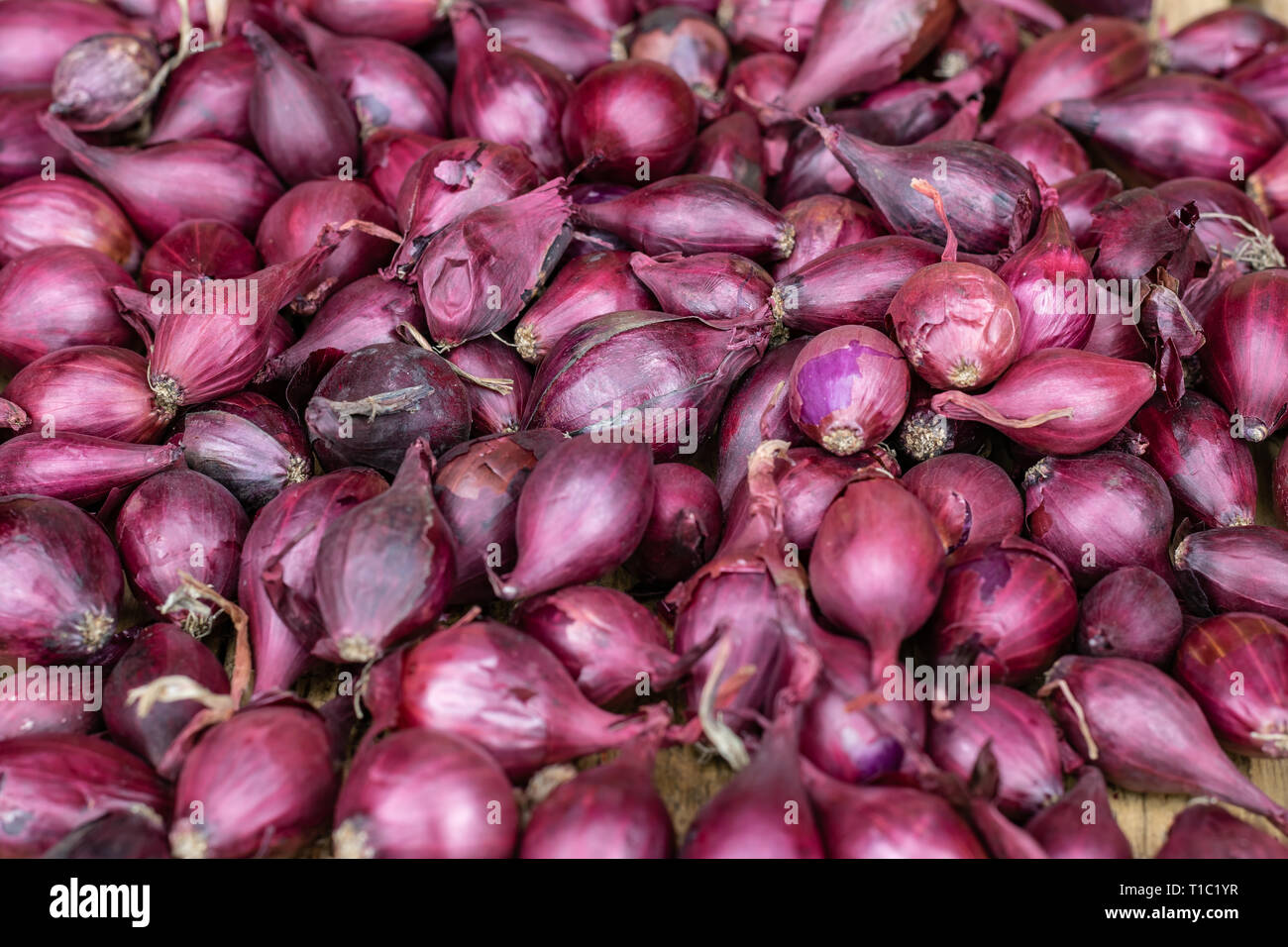 La culture,l'agriculture, de l'agriculture et les légumes concept : les semis de petits oignons rouges préparés pour les semis sur fond de planches en bois. Banque D'Images