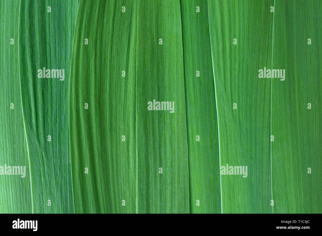 Feuilles vert libre. Résumé fond vert pour la conception. Texture naturelle Banque D'Images