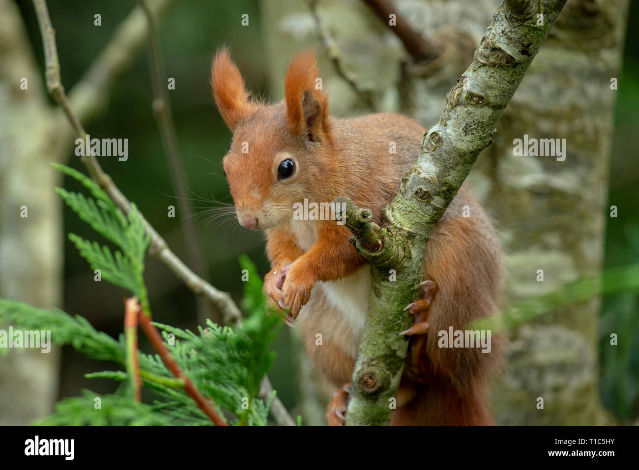 Les Britanniques l'Écureuil roux (Sciurus vulgaris) Banque D'Images