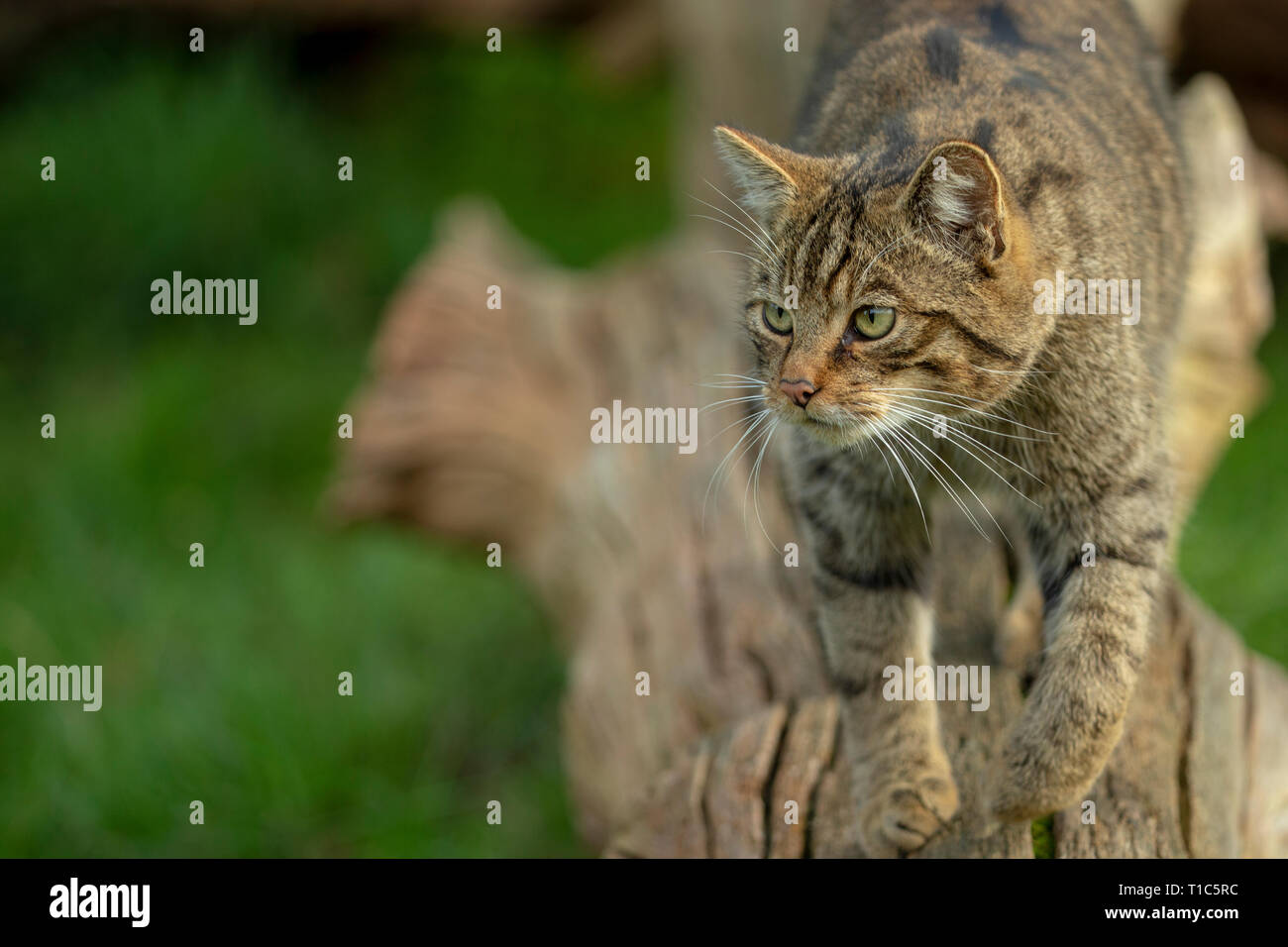 British Chat sauvage (Felis silvestris) Banque D'Images