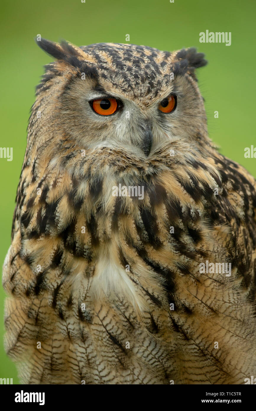 Grand-duc d'Europe (Bubo bubo) au repos Banque D'Images