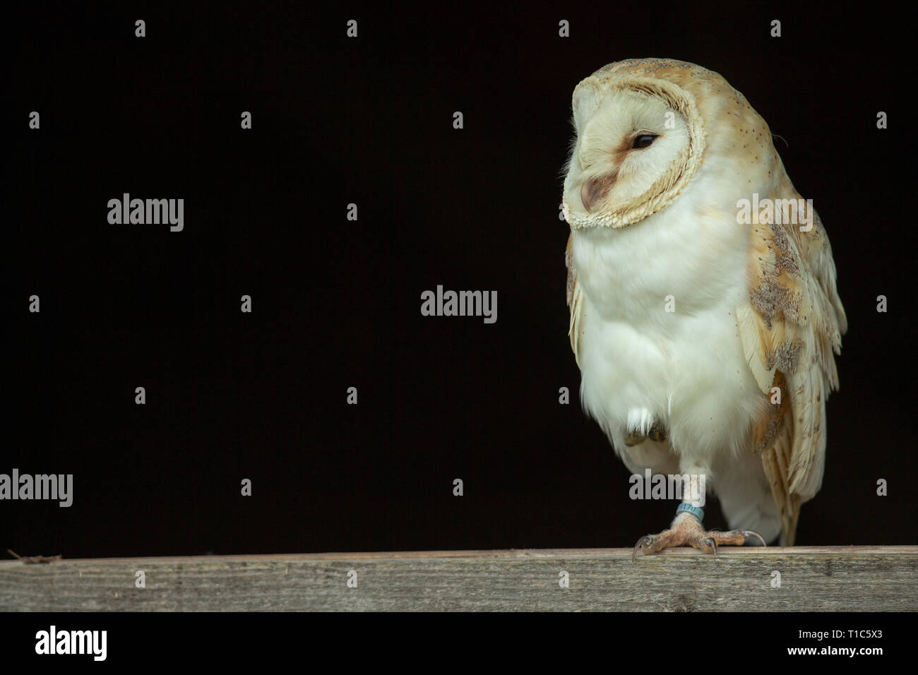 Une Effraie des clochers (Tyto alba) se tient sur une jambe. Banque D'Images