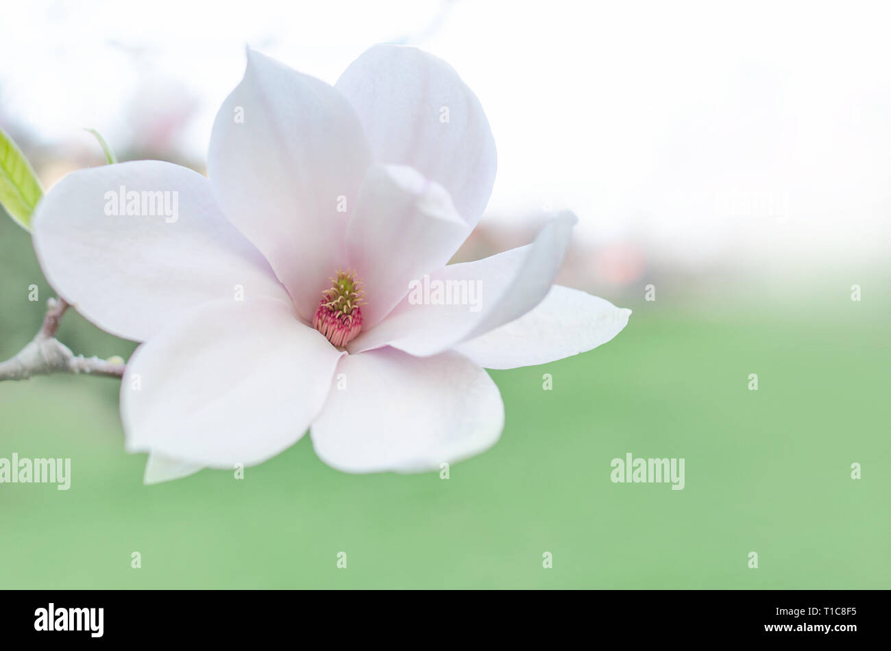 Sur Fleur de Magnolia Magnolia. Banque D'Images