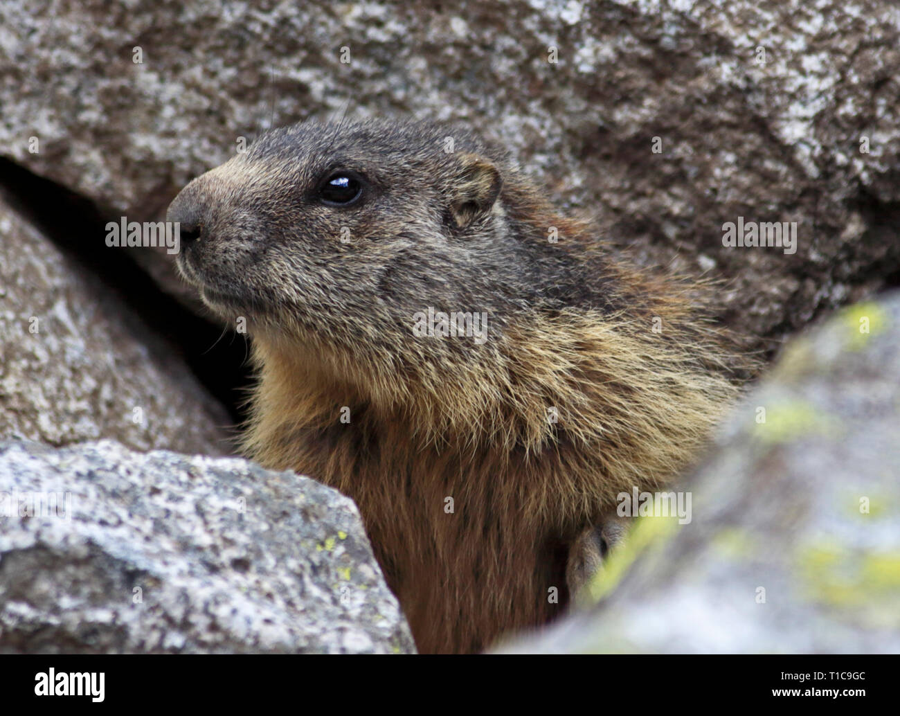 Marmotte des Alpes (Marmota marmota), Alpes, Italie Banque D'Images