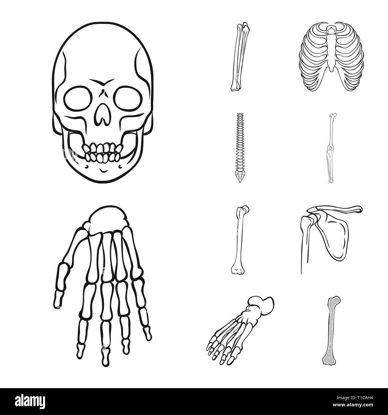 Crâne,fémur,nervure, genou,dos,poignet,foot,la mort,la chiropratique,cage,joints,occasion,casse,bassin,horreur,osseuses,cheville,body,ostéoporose,tibia,bras avant-pied,tatouage,posture,jambe,,carpe,DE,panneaux,fracture du péroné, médecine, biologie médicale,clinique,os,squelette,anatomie,des,organes,,set,icône,,illustration,collection,isolé,design,graphisme,élément signe,ligne,plan,vecteurs vecteur , Illustration de Vecteur