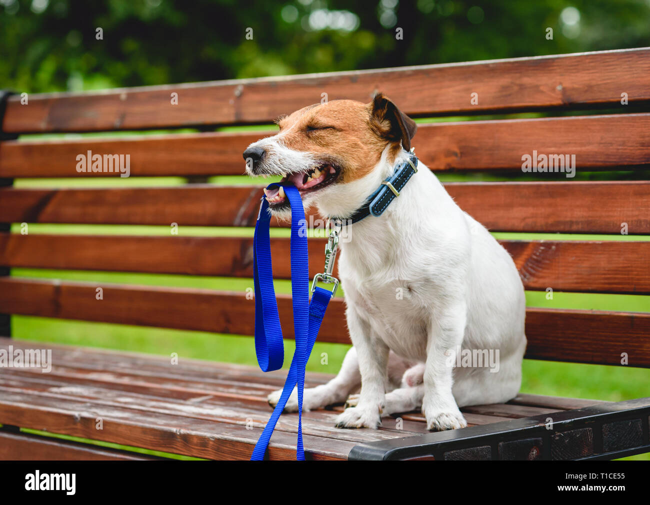 Happy dog walking in park assis sur un banc et laisse en bouche holding Banque D'Images