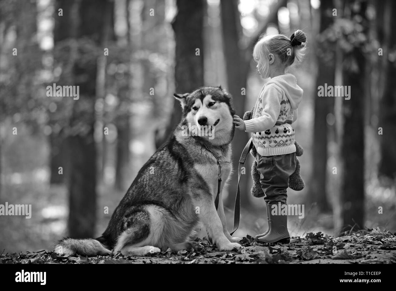 L'enfance, jeu et amusement. Chaperon rouge avec le loup dans les bois de conte de fées. Enfant jouer avec Husky et ours sur l'air frais extérieur. Petite fille avec Banque D'Images