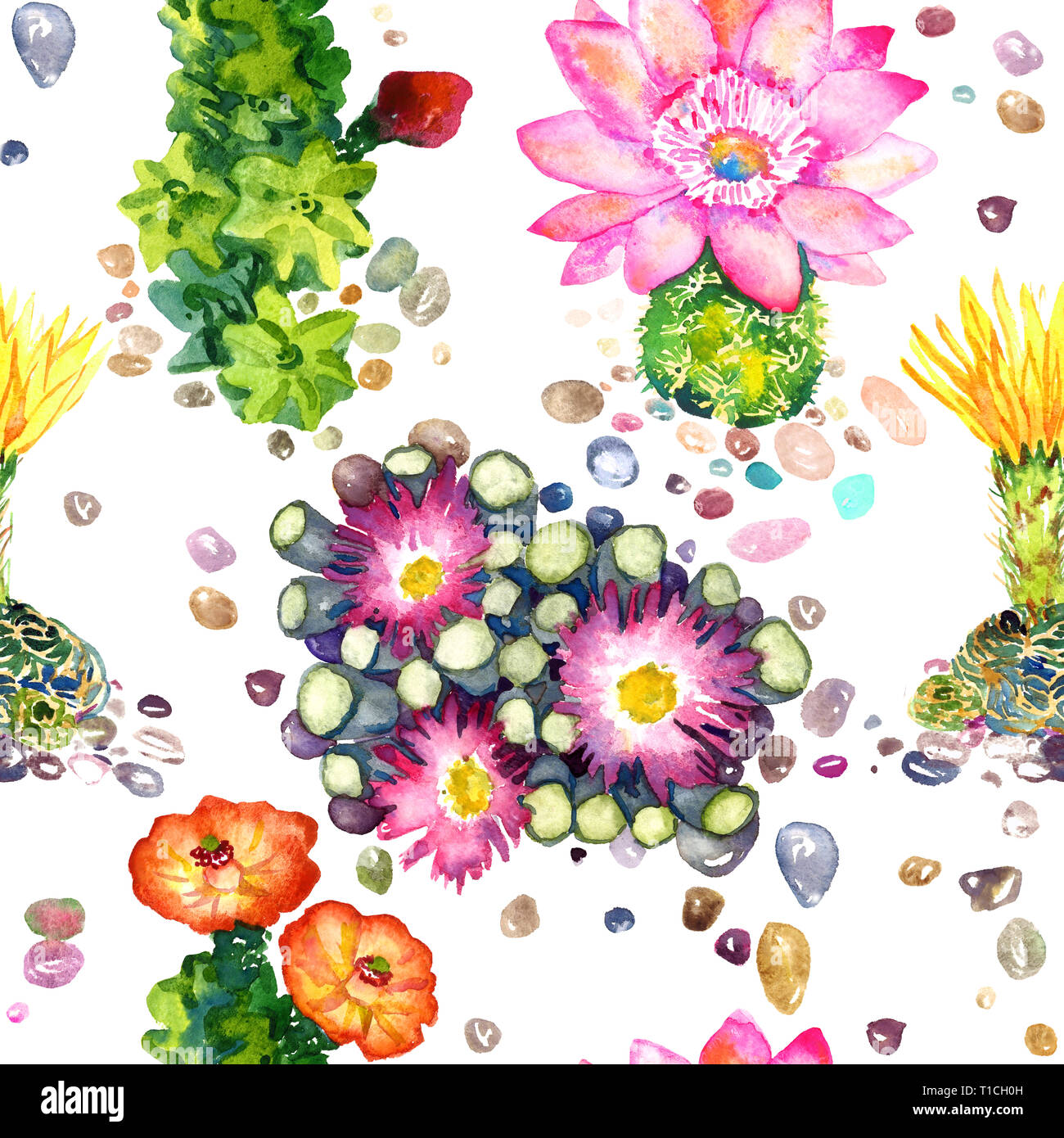 Cactus avec des fleurs roses et jaunes, des pierres colorées, pattern design transparente, peinte à l'aquarelle illustration, fond blanc Banque D'Images
