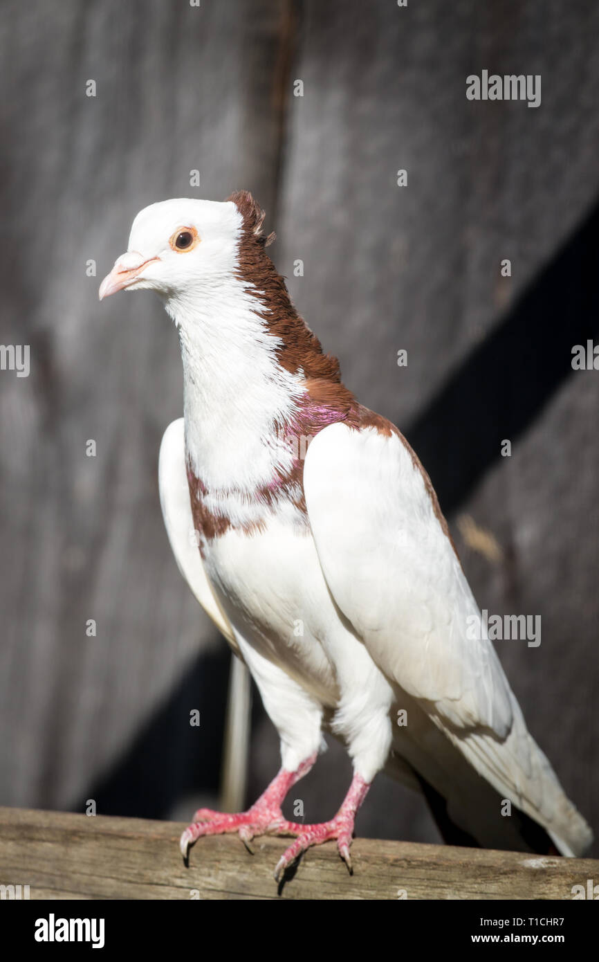 Österreichischer Ganselkröpfer (Columba livia domestica), une race de pigeon de Autriche Banque D'Images Österreichischer Ganselkröpfer (Columba livia domestica), une race de pigeon de Autriche Banque D'Images