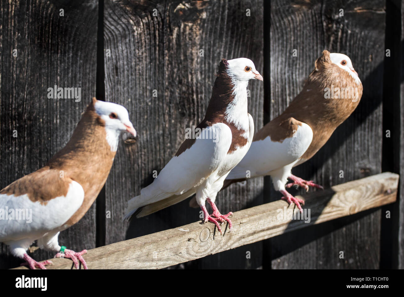Österreichischer Ganselkröpfer (Columba livia domestica), une race de pigeon de Autriche Banque D'Images Österreichischer Ganselkröpfer (Columba livia domestica), une race de pigeon de Autriche Banque D'Images