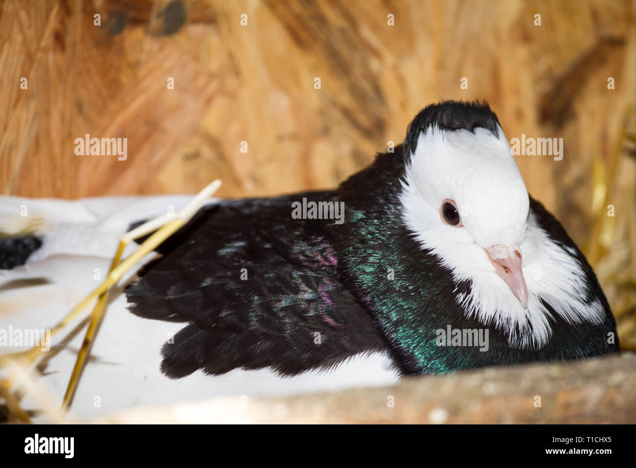 Österreichischer Ganselkröpfer (Columba livia domestica), une race de pigeon de Autriche Banque D'Images Österreichischer Ganselkröpfer (Columba livia domestica), une race de pigeon de Autriche Banque D'Images