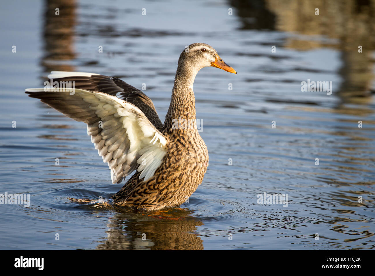 Les ailes battantes canard femelle (Anatidae) Banque D'Images