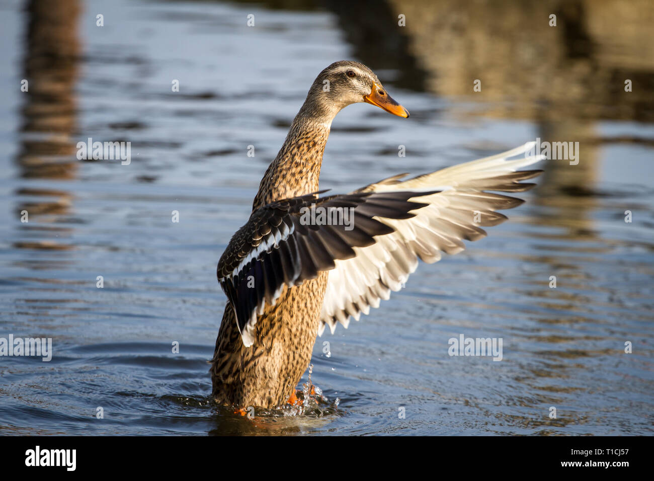 Les ailes battantes canard femelle (Anatidae) Banque D'Images
