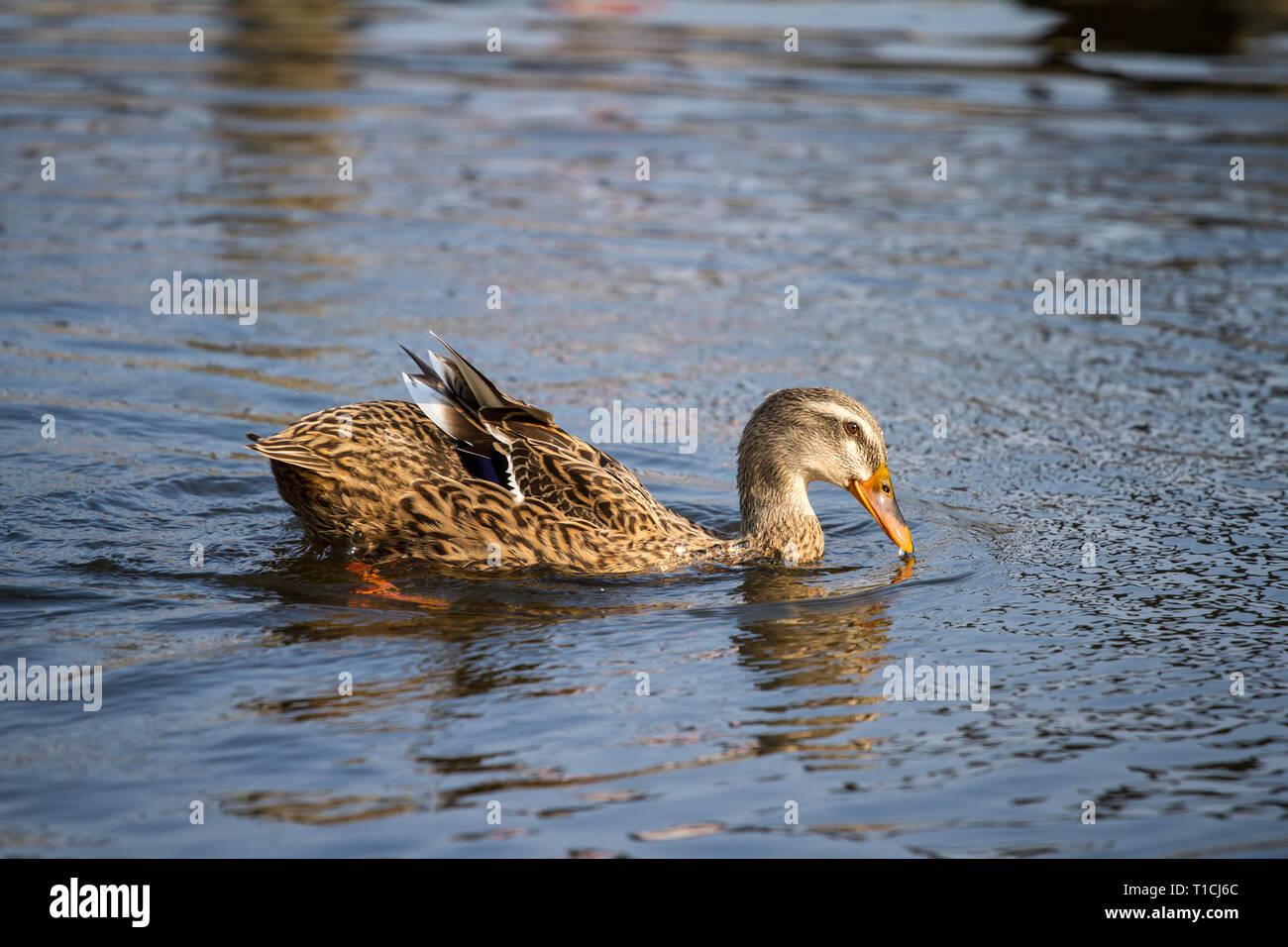 Canard femelle dans l'eau (Anatidae) Banque D'Images