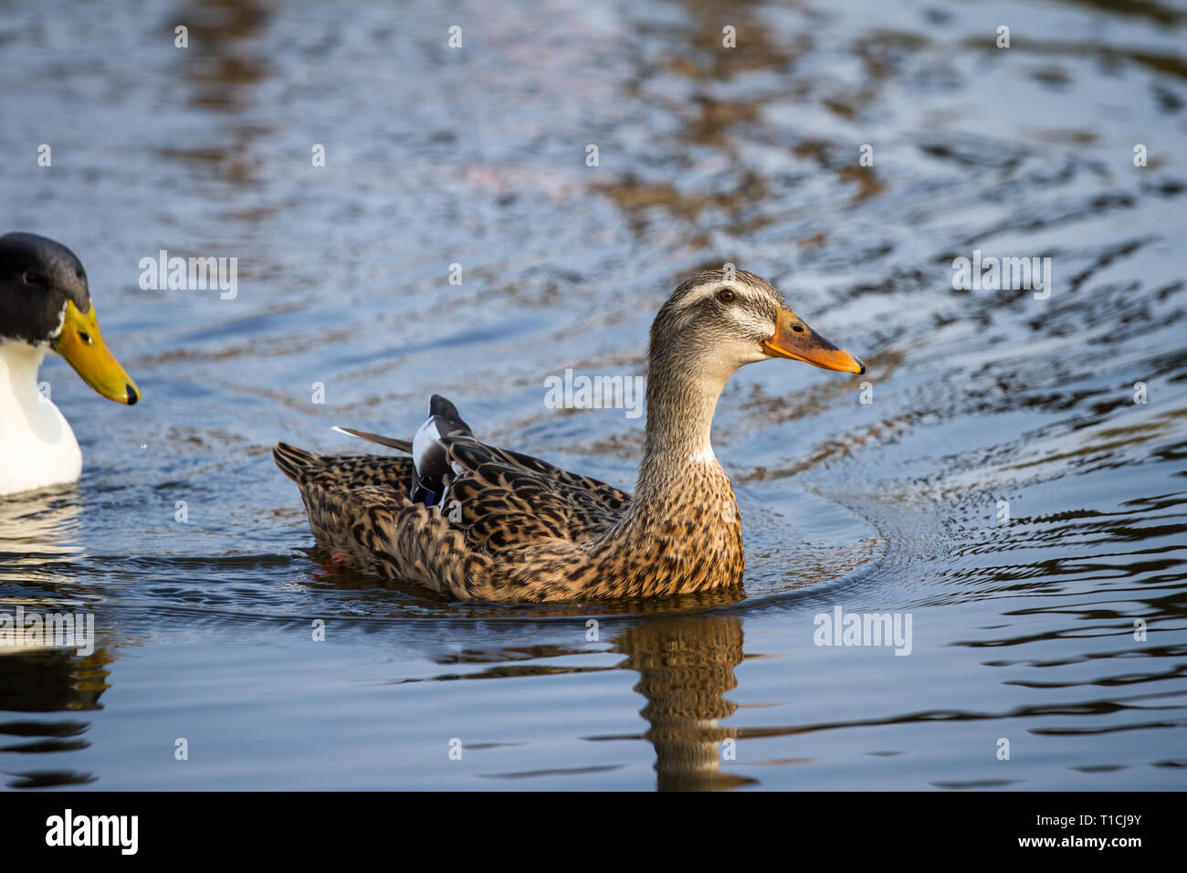 Canard femelle dans l'eau (Anatidae) Banque D'Images