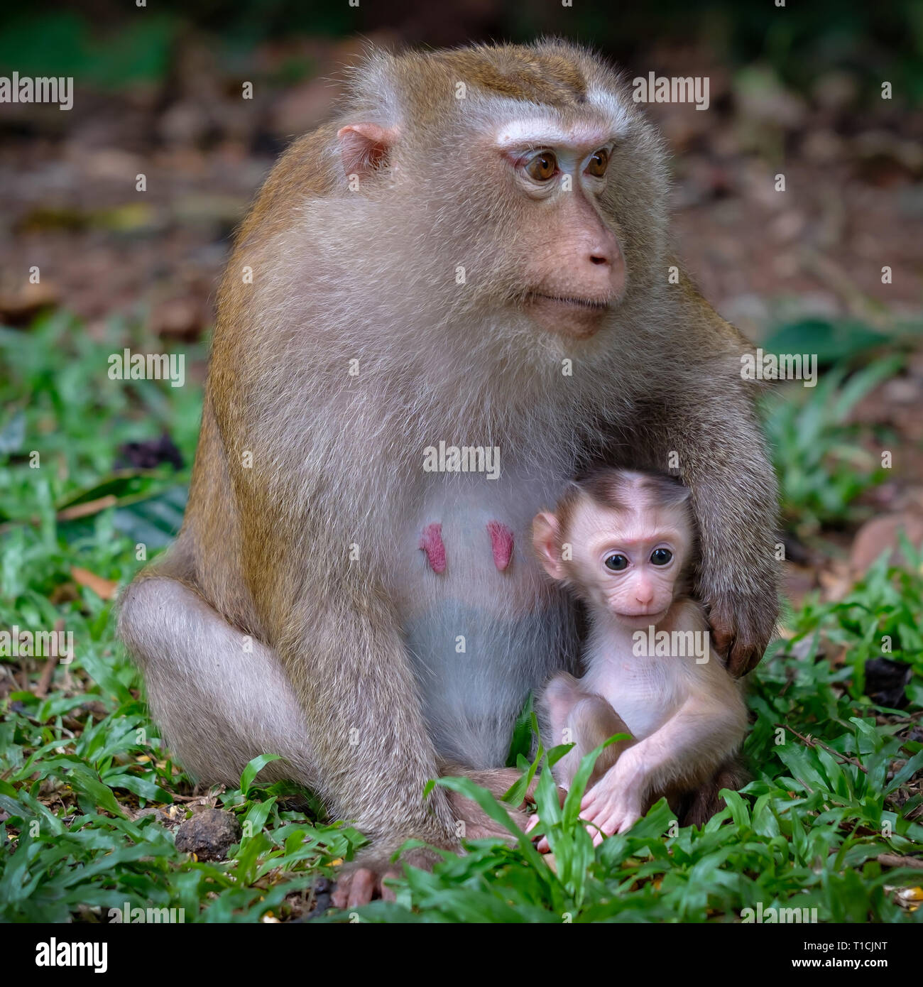 Singe Mignon Banque De Photographies Et D Images A Haute Resolution Alamy