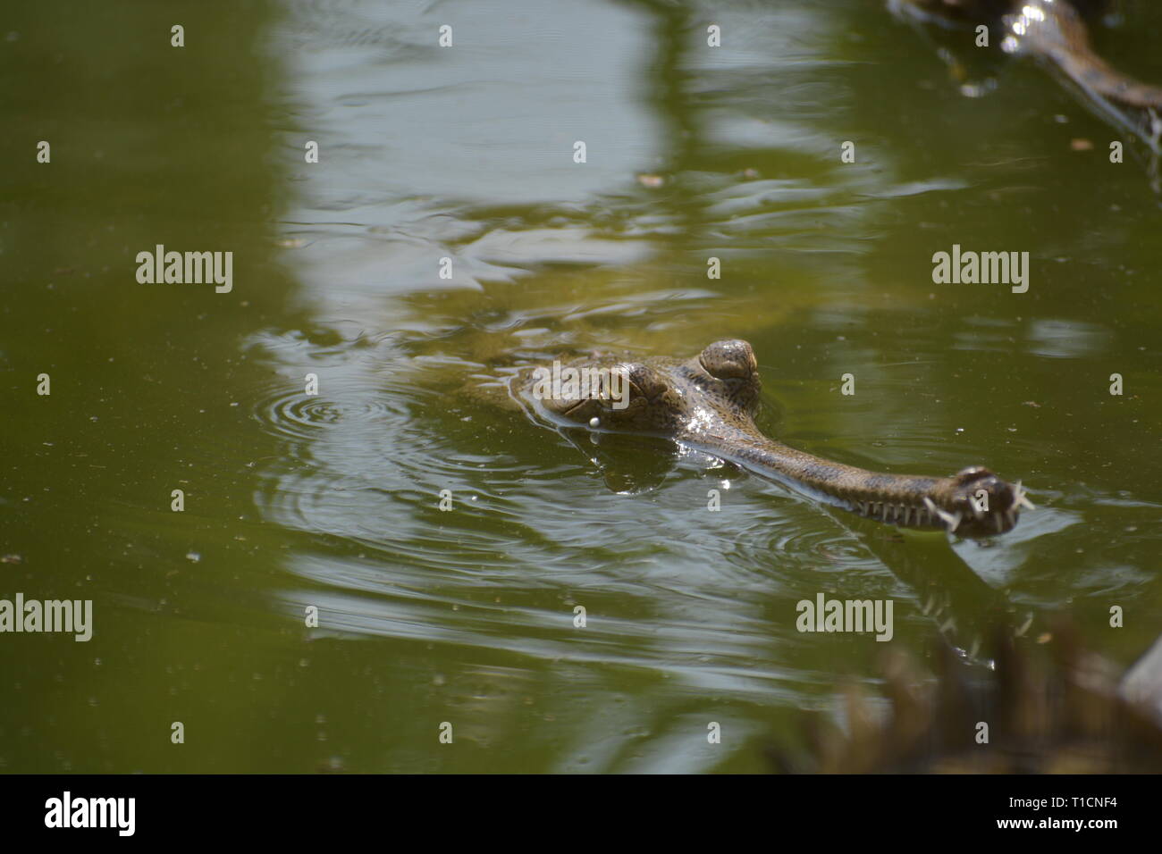 Piscine infantile gavial indiennes dans la pépinière kukrail. Extrêmement rare et belle, cette bête est une espèce en voie de disparition, d'où la conservation exige Banque D'Images