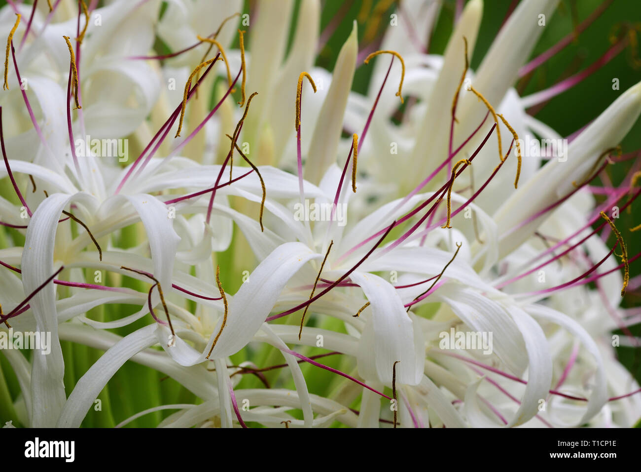 Close up d'un crinum lily (crinum asiaticum) en fleurs Banque D'Images