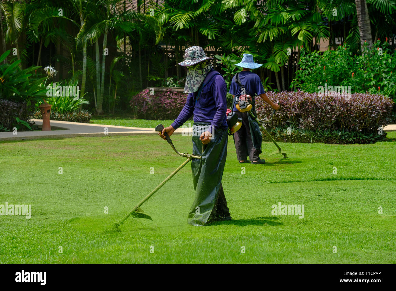 Deux travailleurs du jardinier couper l'herbe verte avec la faucheuse (régleur) sur le terrain. Banque D'Images