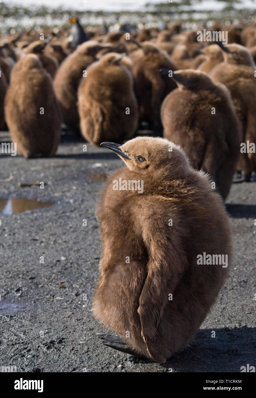 King Penguin chick close up Banque D'Images