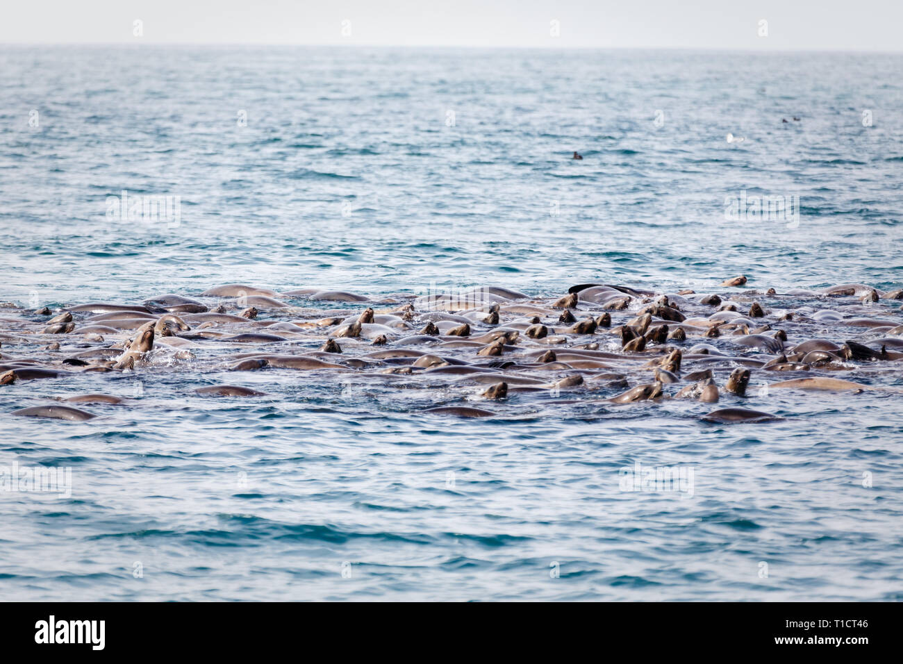 Libre d'un immense groupe de lions de mer la messe ensemble dans l'océan au large des côtes de Californie Banque D'Images