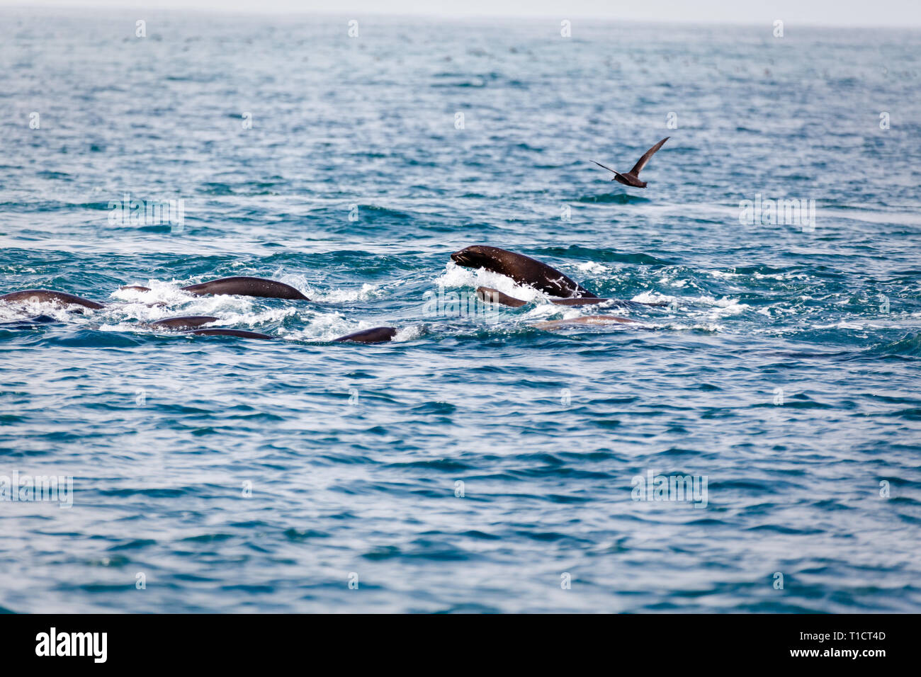 Gros plan du groupe de lions de mer jouent dans l'eau au large des côtes de Californie Banque D'Images