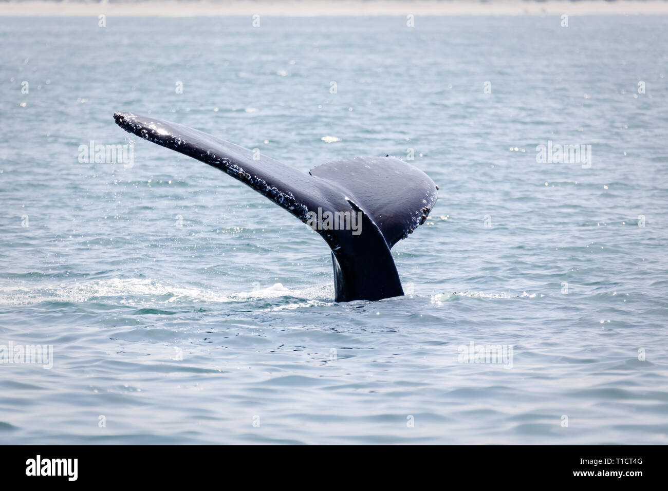 Gros plan du Humpback Whale's fluke lob-tailing dans ocean Banque D'Images