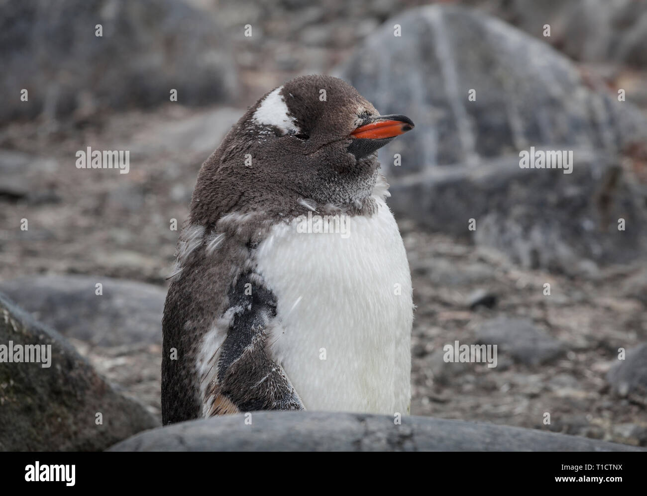 La mue Gentoo pingouin Banque D'Images