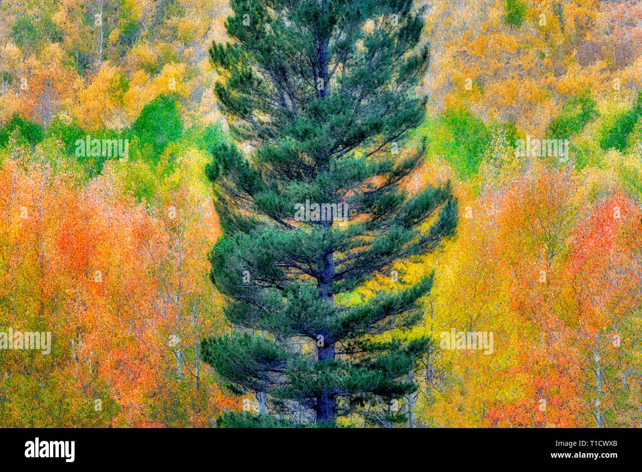 Forêt mixte de trembles en couleurs d'automne et de sapins. Inyo National Forest. Californie Banque D'Images