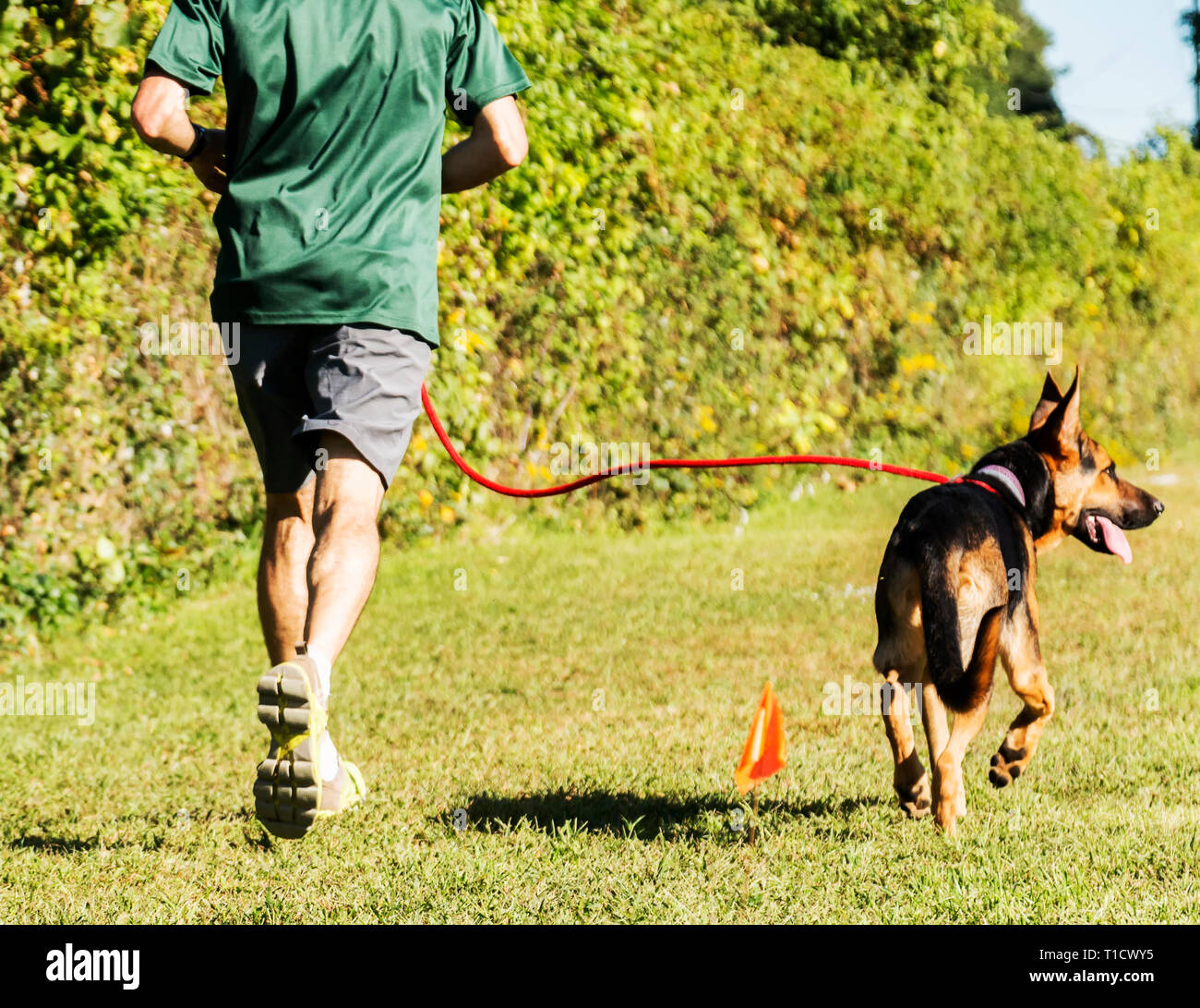 Un homme est en marche avec son chien sur un jour ensoleillé dans un parc local. Banque D'Images
