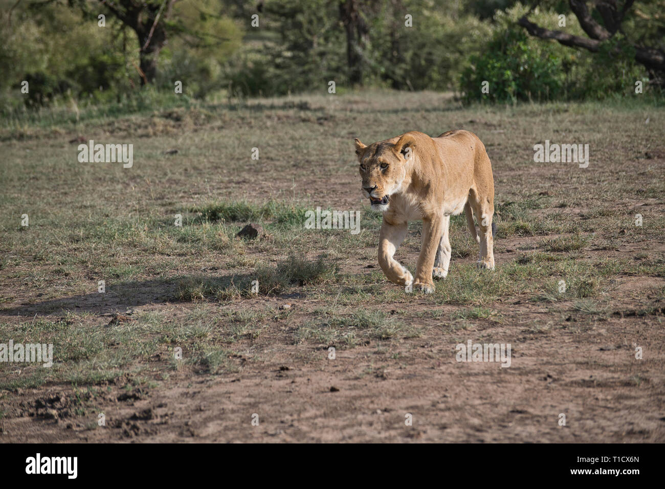 Lion (Panthera leo) adulte de sexe féminin ou lionne Banque D'Images