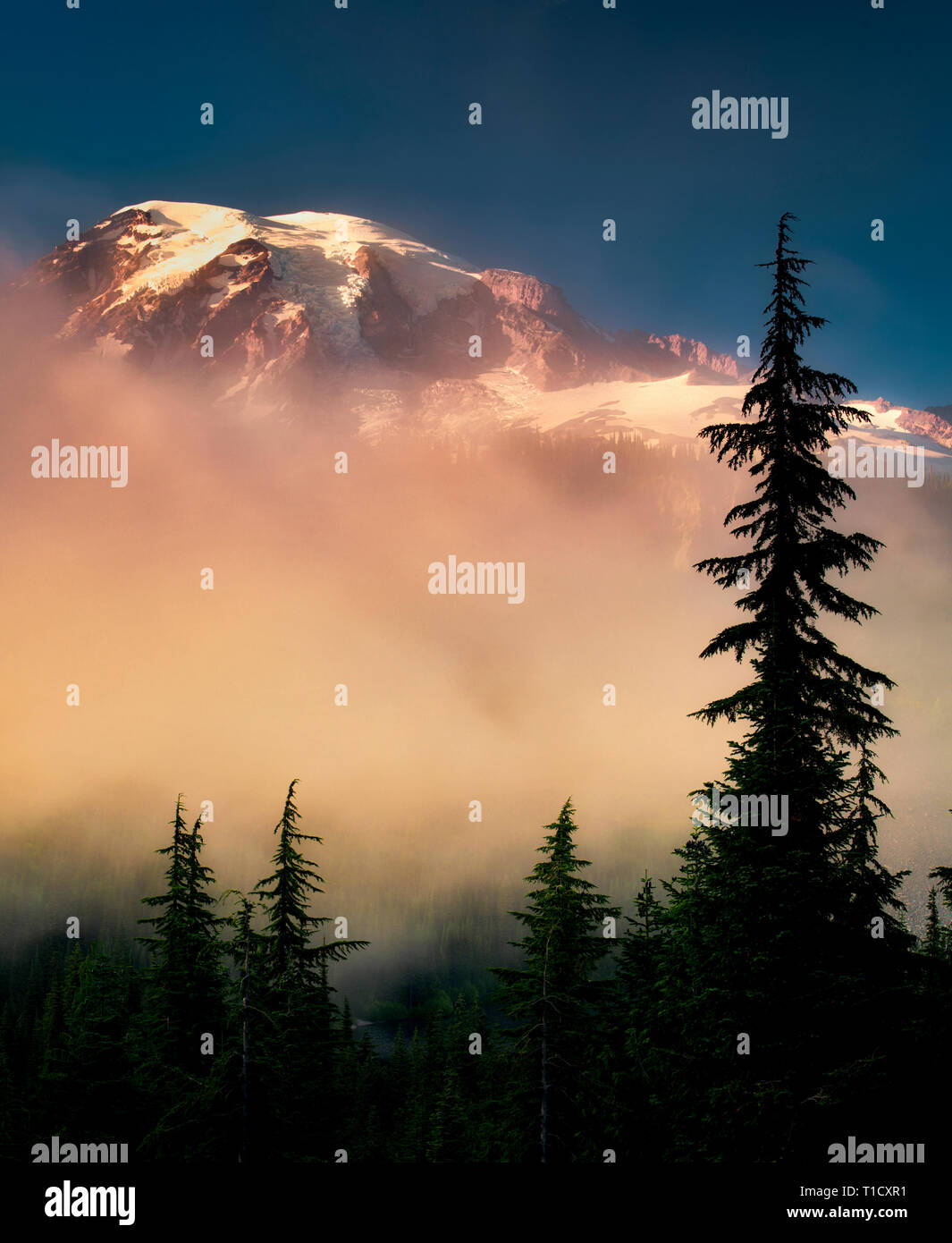 Arbres de brouillard et de Mt. Rainier. Mt. Rainier National Park, Washington Banque D'Images