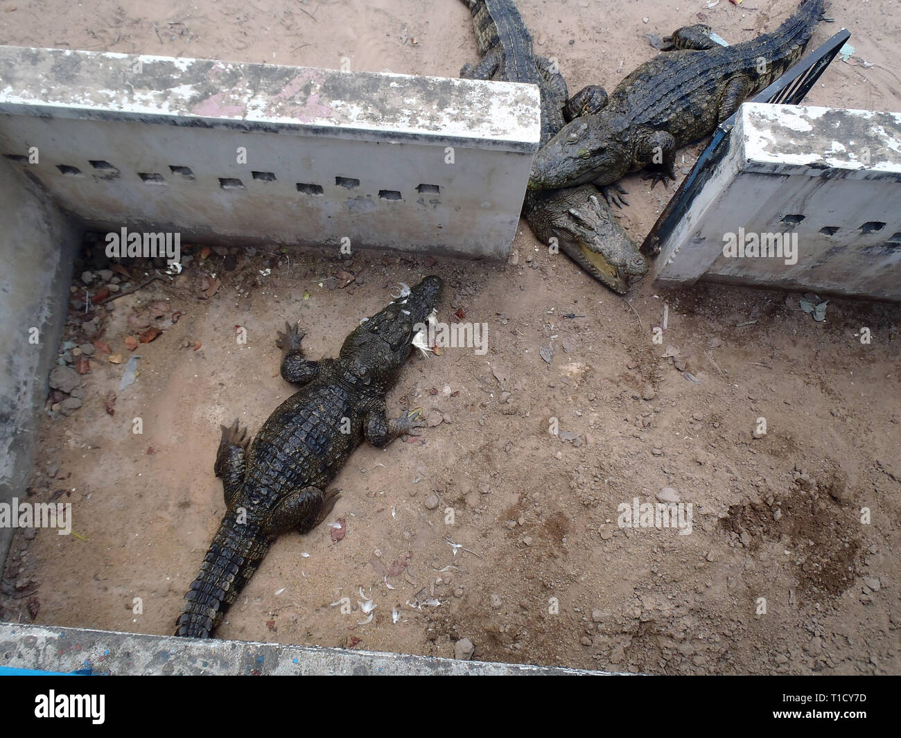 Une photo d'une ferme de crocodile au Cambodge Banque D'Images