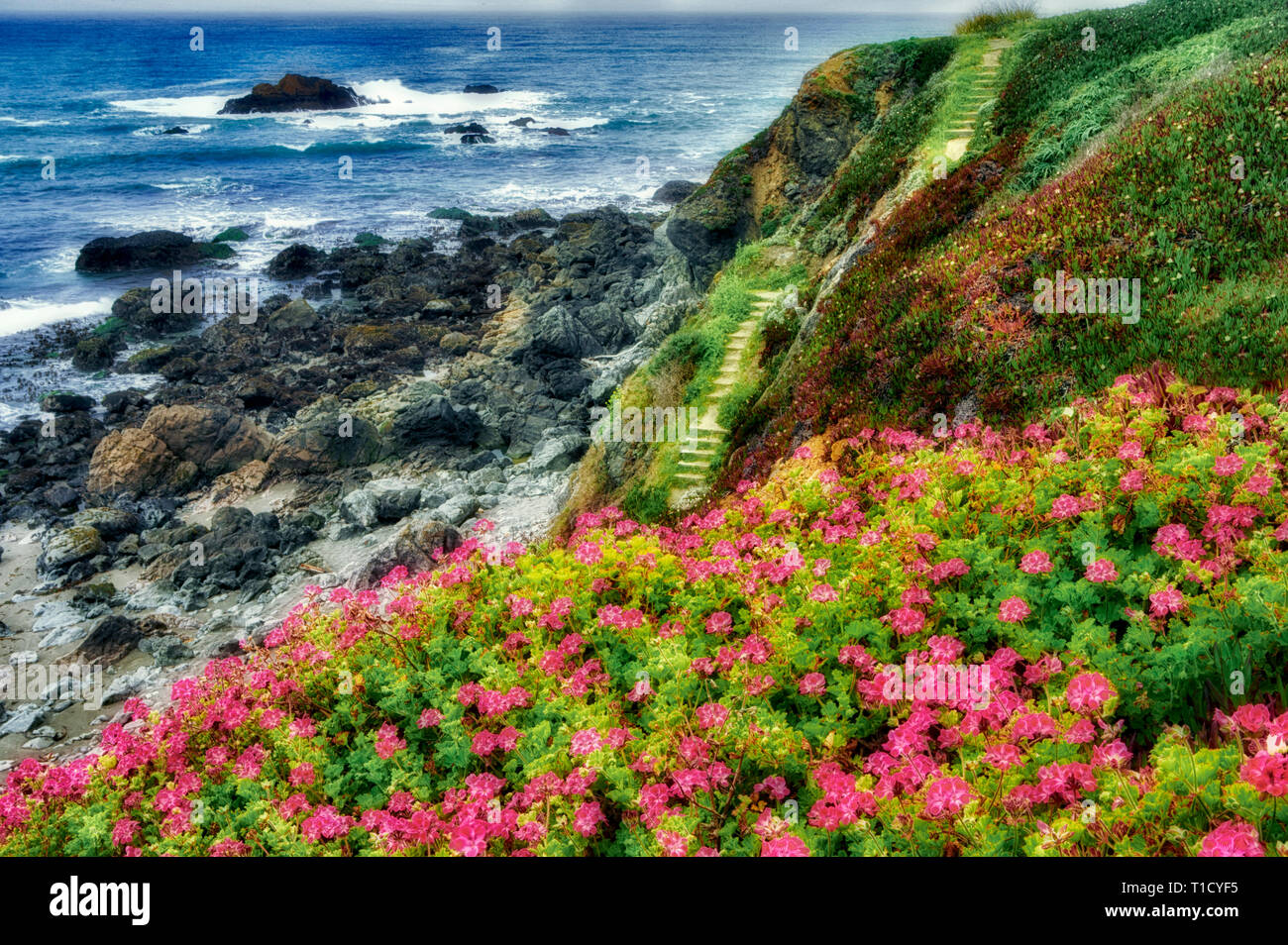 Les géraniums sauvages et le chemin de l'océan. Le Comté de Sonoma. Claifornia Banque D'Images
