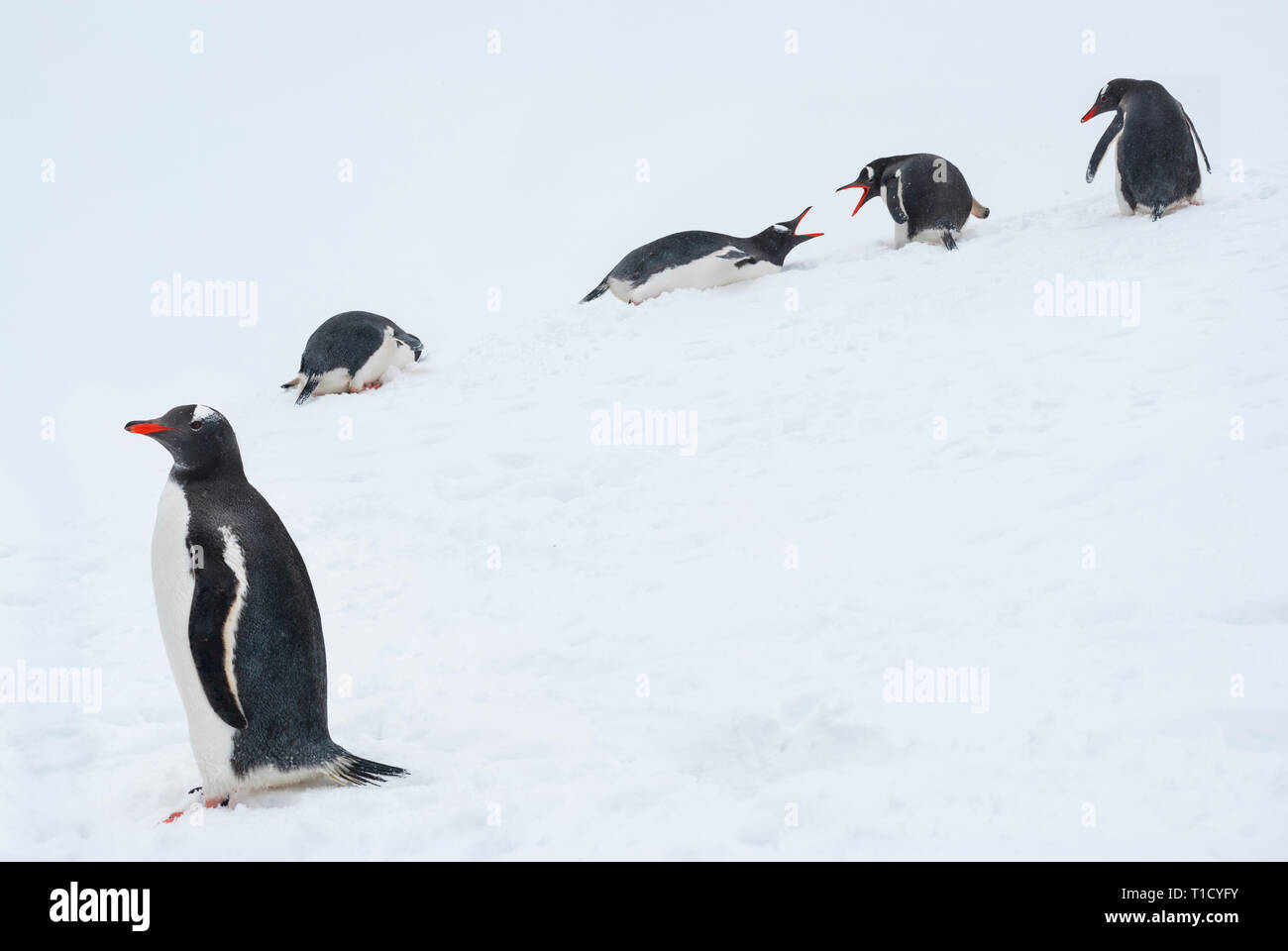 Manchots jouent dans la neige Banque D'Images