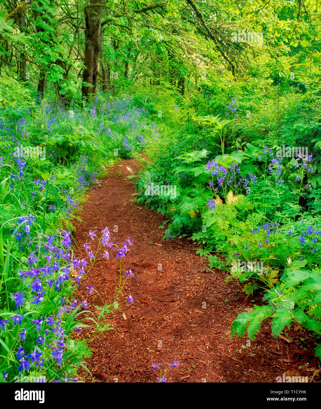 En chemin Mount Pisgah Arboretum avec fleurs bleues. (Delphinium trolliifolium) de l'Oregon. Banque D'Images