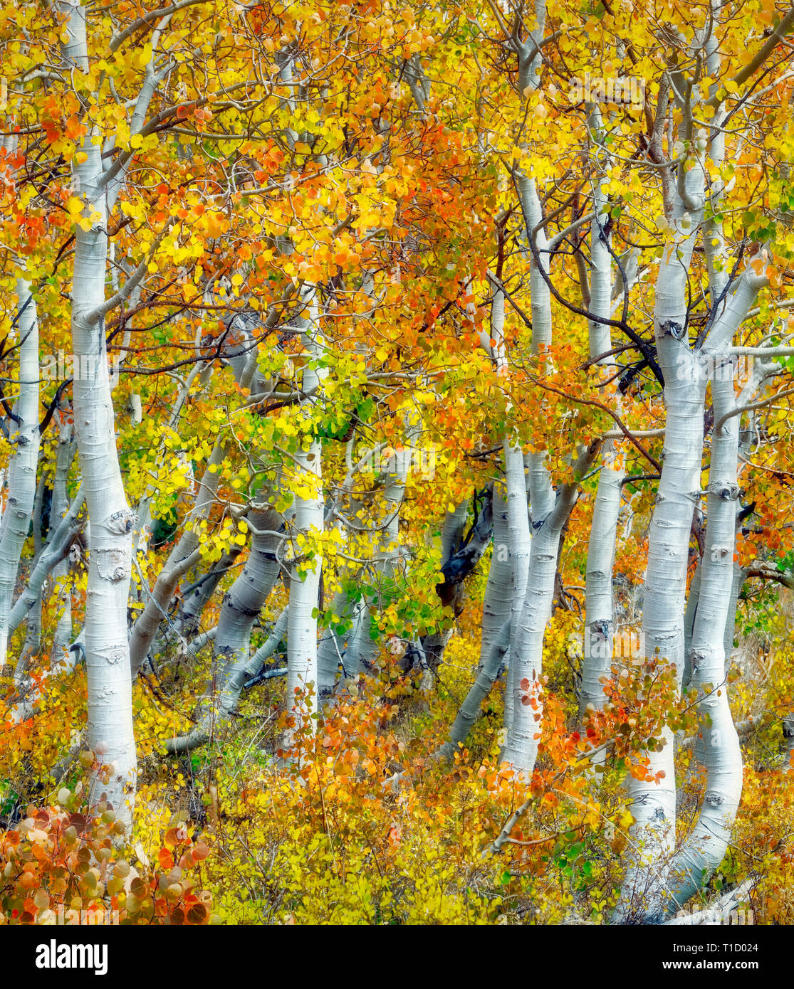 Close up de la couleur de l'automne et le tronc des arbres d'aspen. Inyo National forest. Californie Banque D'Images