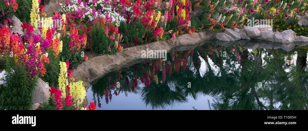 Jardin de fleurs à côté de l'étang. Palm Desert, Californie Banque D'Images