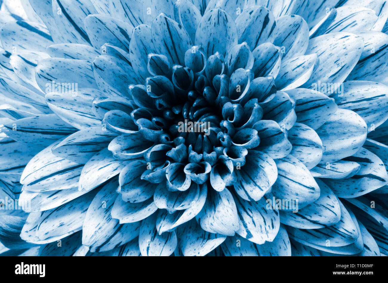 Fleur, macro et détails de blue aster, pour floral background Banque D'Images