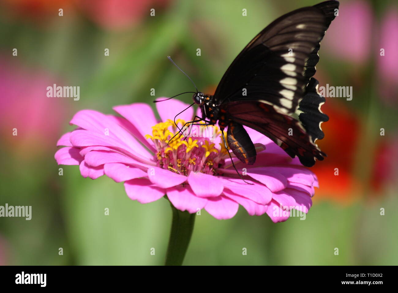 Papillon dans la nature Banque D'Images